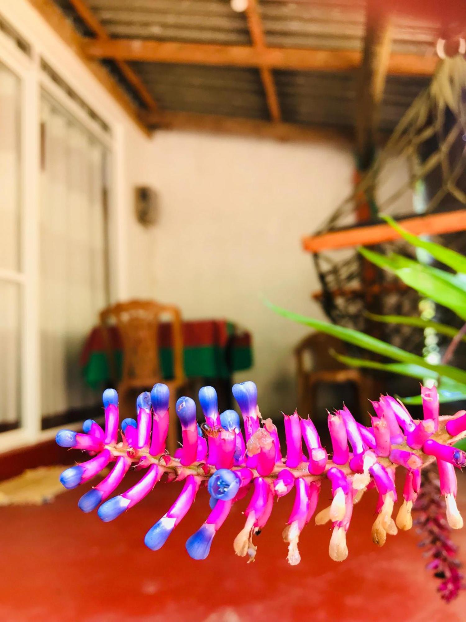Ella Jungle Inn Homestay And Tree House Экстерьер фото