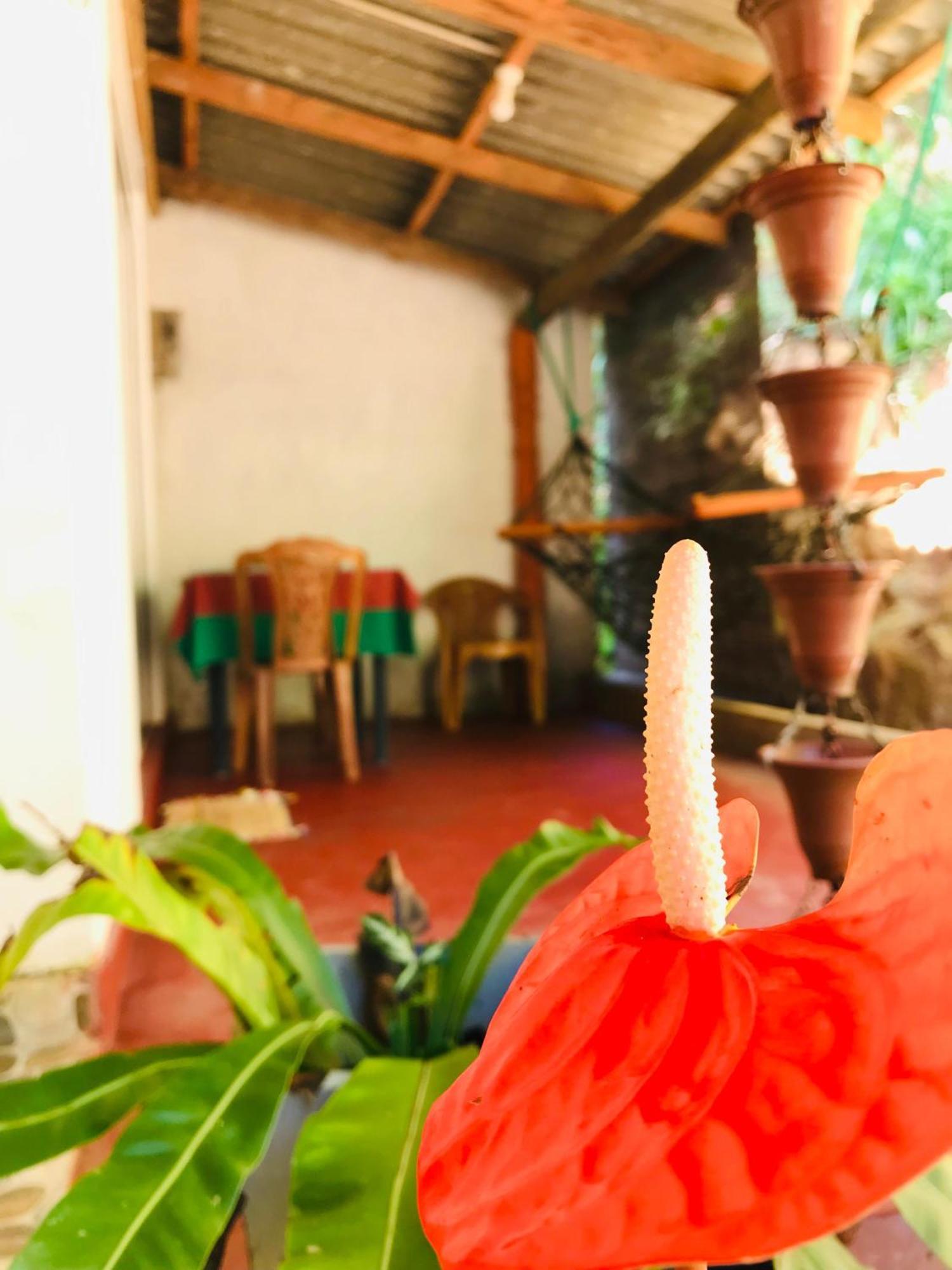 Ella Jungle Inn Homestay And Tree House Экстерьер фото