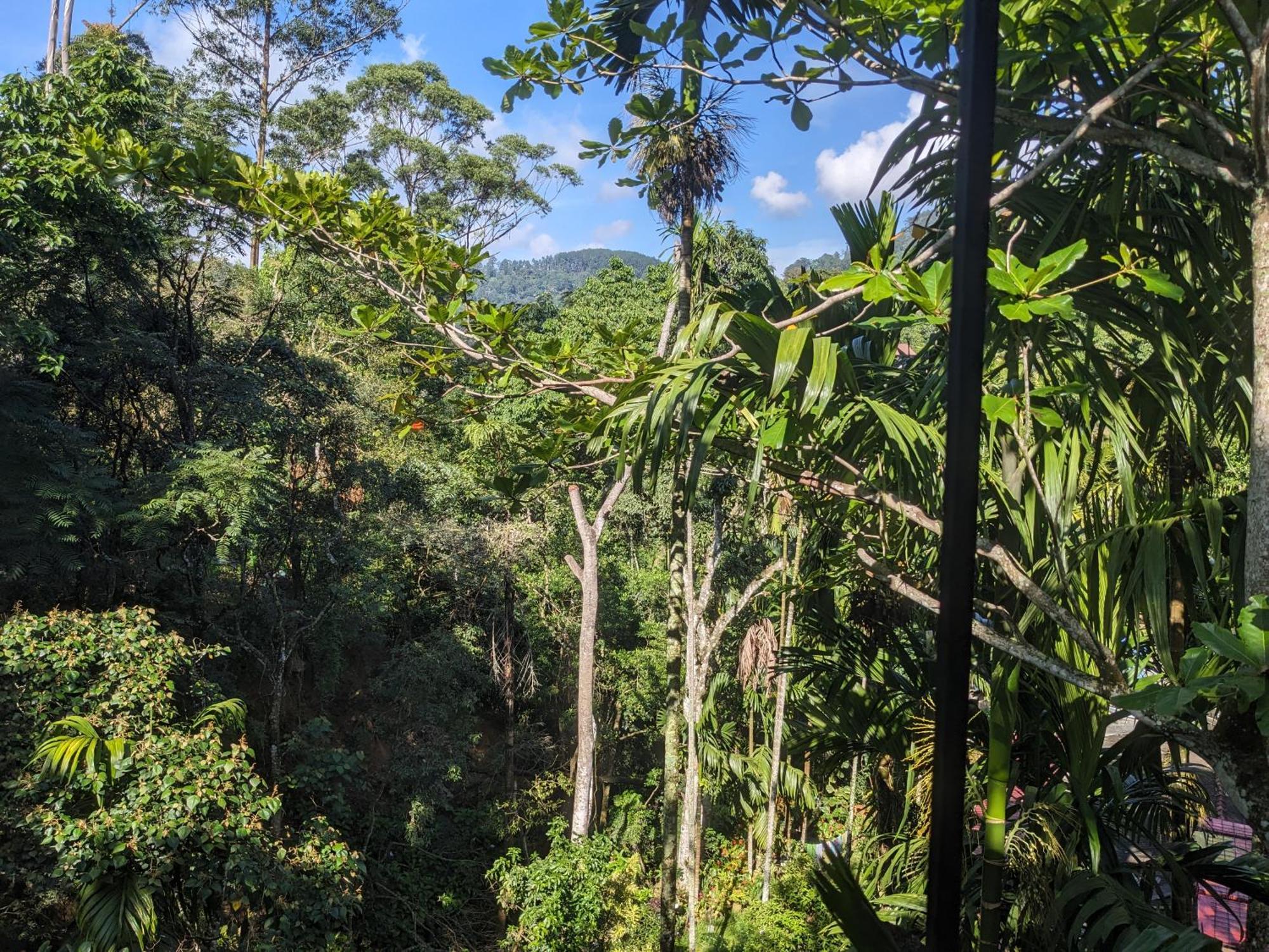 Ella Jungle Inn Homestay And Tree House Экстерьер фото