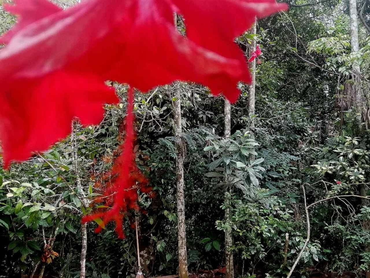 Ella Jungle Inn Homestay And Tree House Экстерьер фото