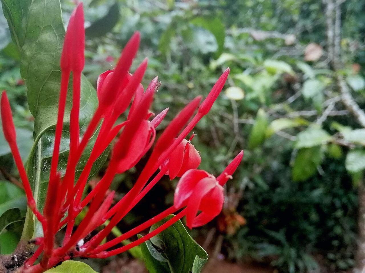 Ella Jungle Inn Homestay And Tree House Экстерьер фото