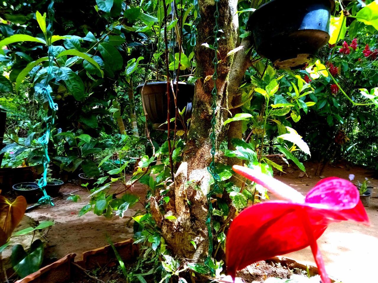 Ella Jungle Inn Homestay And Tree House Экстерьер фото