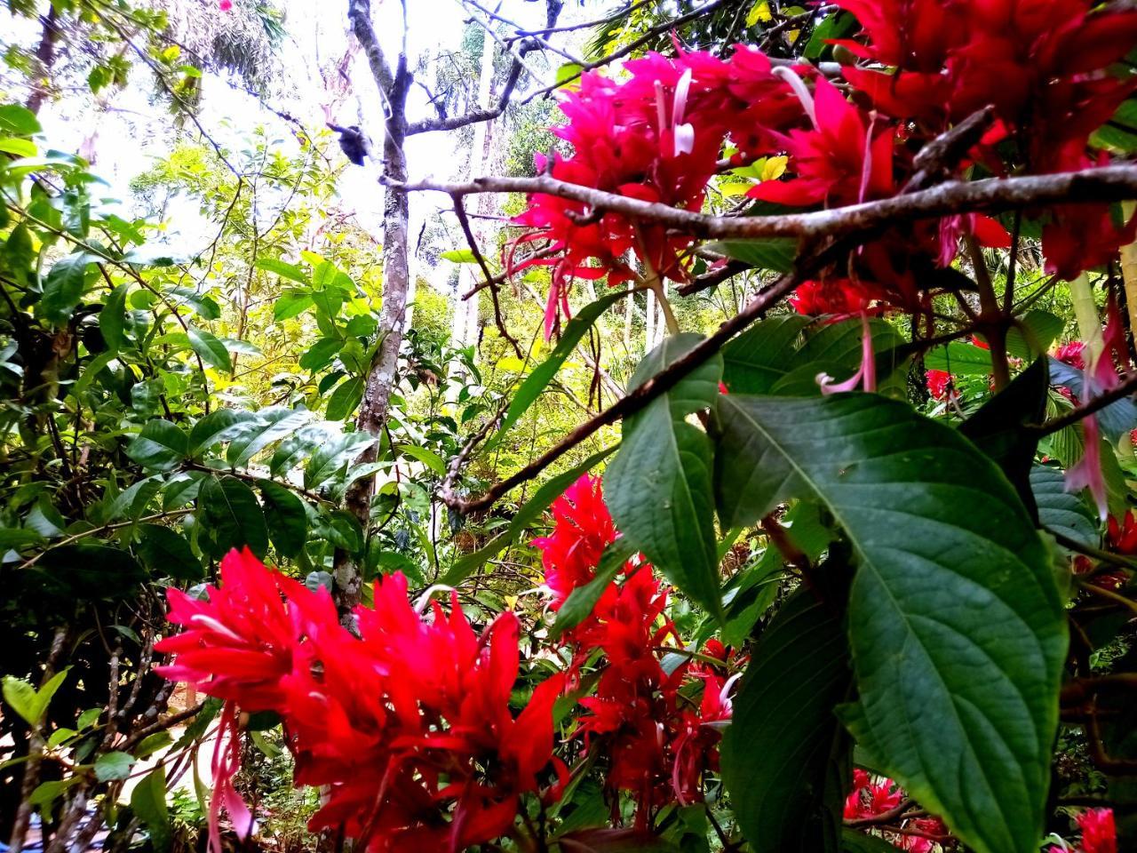 Ella Jungle Inn Homestay And Tree House Экстерьер фото